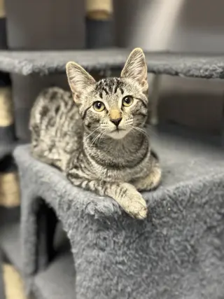 Remy