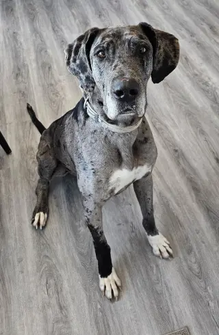 Chevy