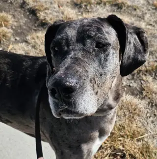 Chevy