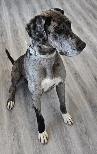 Chevy