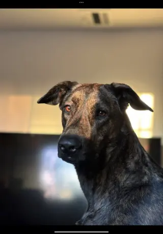 Xena