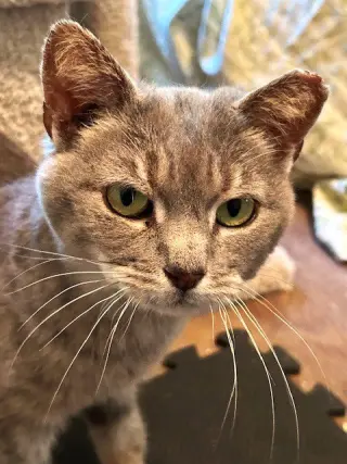 Trinity (queen of the head bumps)