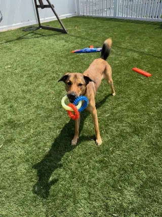 Maggie