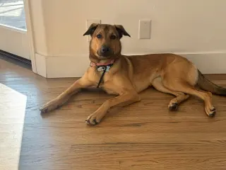 Maggie