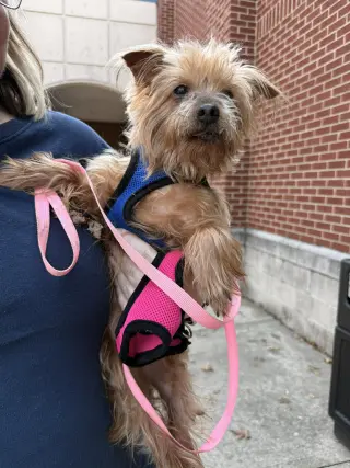 Tilly
