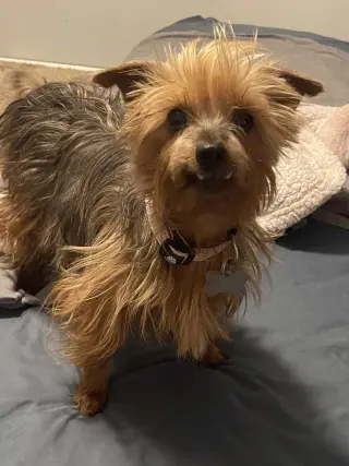 Tilly