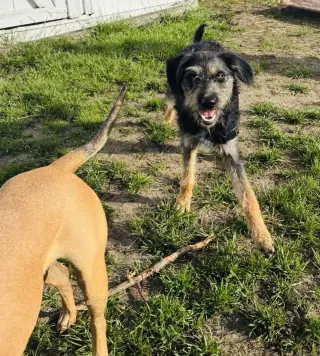 Cali