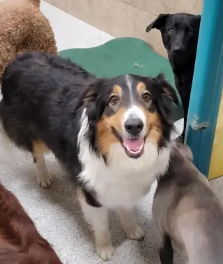Sawyer