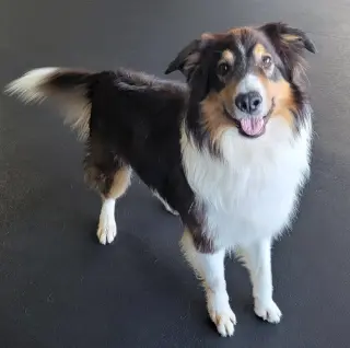 Sawyer