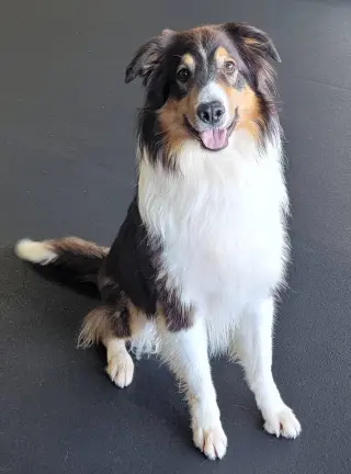 Sawyer