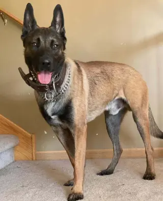 Luke - located in IL