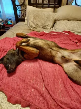 Luke - located in IL