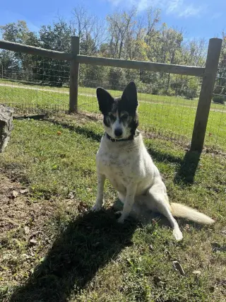 Roxi