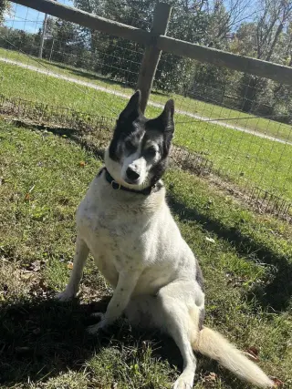 Roxi