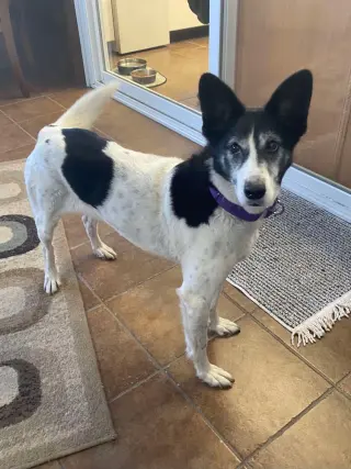 Roxi