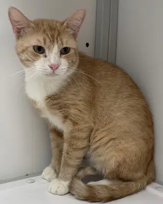 Chance (FIV+)