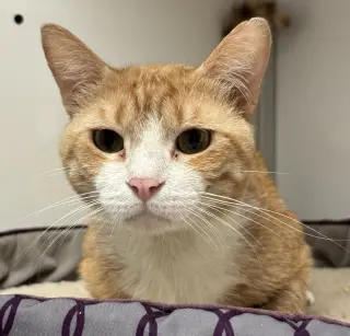 Chance (FIV+)