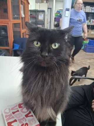 Ebony