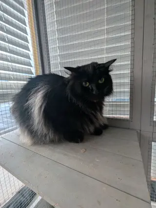 Ebony