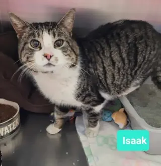 Isaak- Sponsored