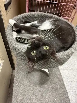 Ha'lia Napa Petco