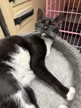 Ha'lia Napa Petco