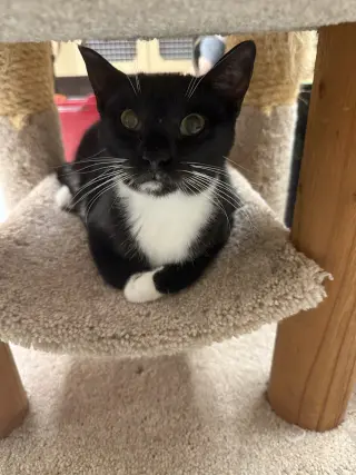 Ha'lia Napa Petco
