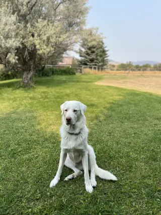 Albi