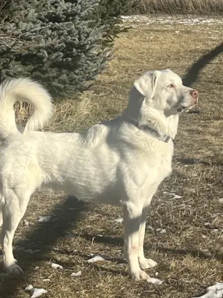 Albi