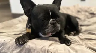 Lola