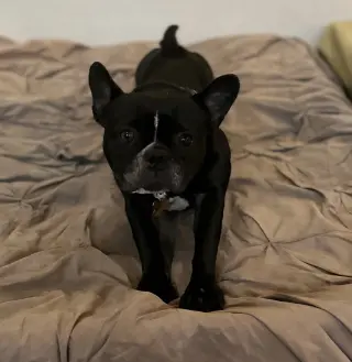 Lola