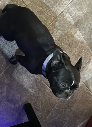 Lola