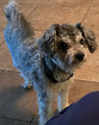 Tito
