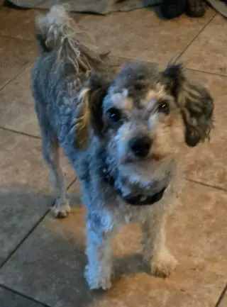 Tito
