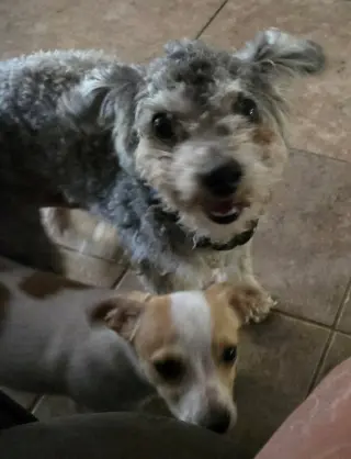 Tito