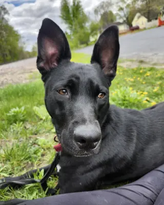 Kato