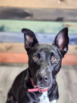 Kato