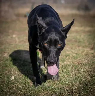 Kato
