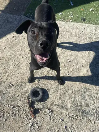 Chalupa