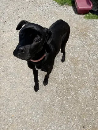 Chalupa