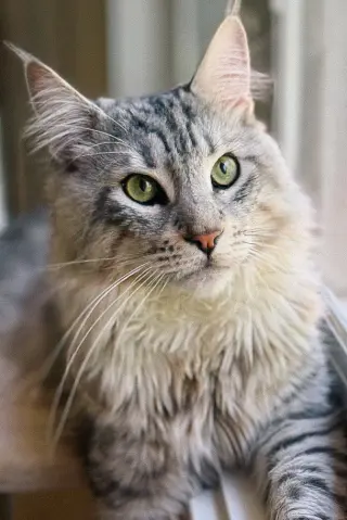 Viggo