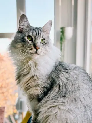 Viggo