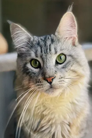 Viggo
