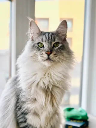 Viggo