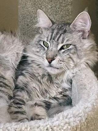 Viggo
