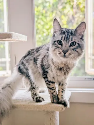 Viggo