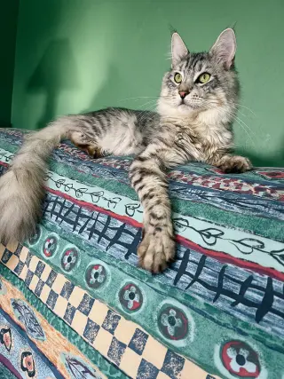 Viggo