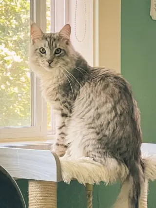 Viggo
