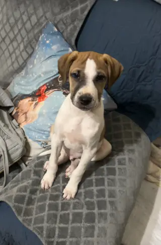 Lucas