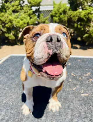 Athena